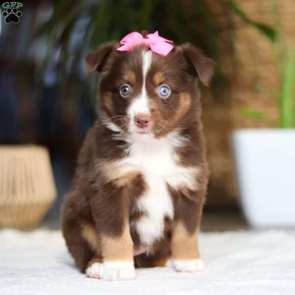 Zinna, Miniature Australian Shepherd Puppy
